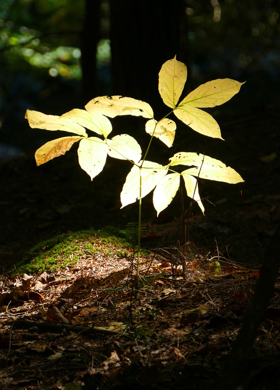 A yellow plant glowing with the sun behind it, surrounded by darkness