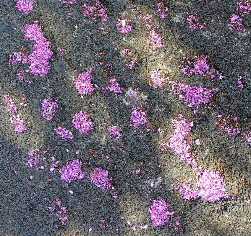 depressions in an asphalt sidewalk filled with pink flower petals