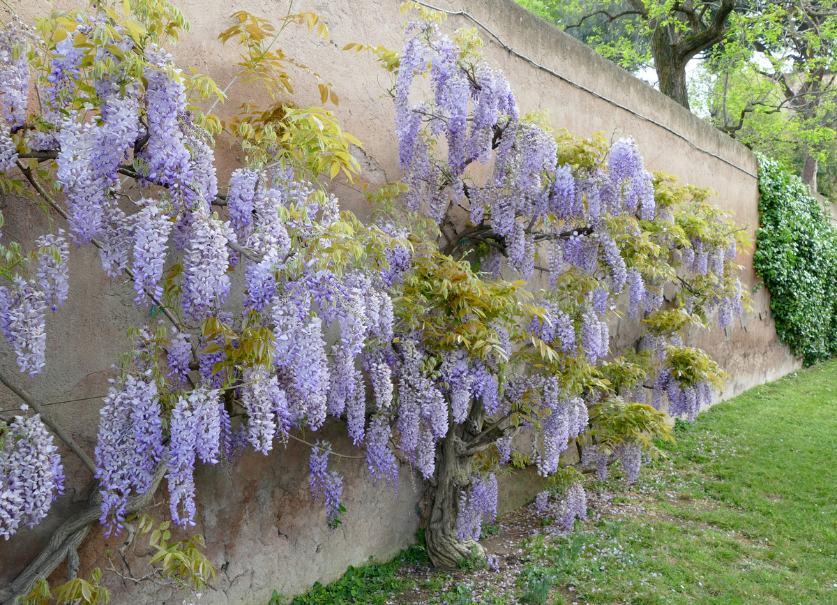 wisteria in bloom covers a large portion of a wall