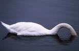 Swan with its head in the water